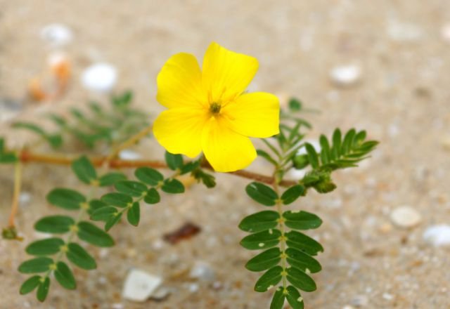 Tribulus terrestris herb yellow flower close-up on a sandy background