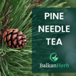 Mockup Pine Needle Tea BalkanHerb Square Ad