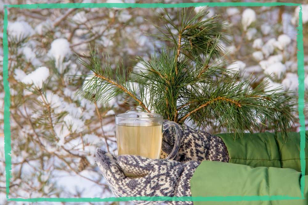 A photo of warm winter mittens holding a warm cup of pine needle tea in winter, surrounded by pine tree and needles, in a forest.