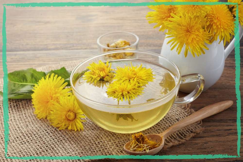 A photo of dandelion tea with beautiful dandelion flowers around, indicating an article about dandelion recipes, health benefits, and uses.