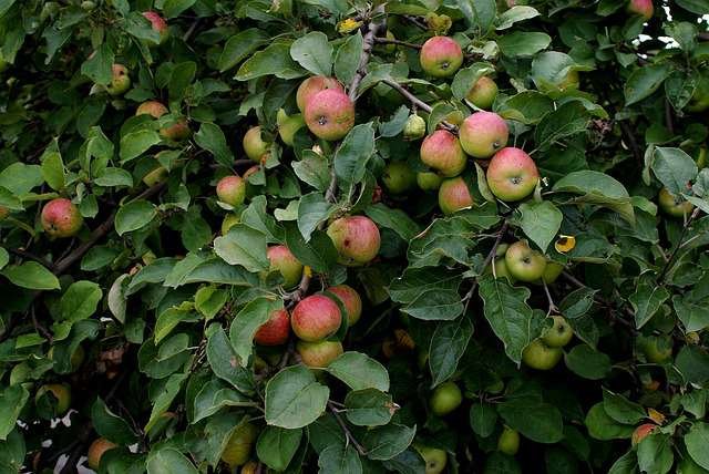 A photo with wild apples in sight, indicating an article about some of the best herbal tea for weight loss at night by BalkanHerb.