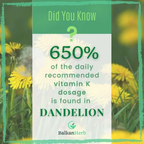 A fun fact about dandelion health benefits.