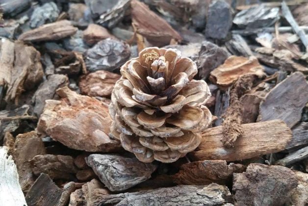 A photo of a pine cone laid on pine bark