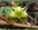 A close-up photo of Tribulus terrestris spiky fruit, in an article about its top medicinal benefits for sexual health