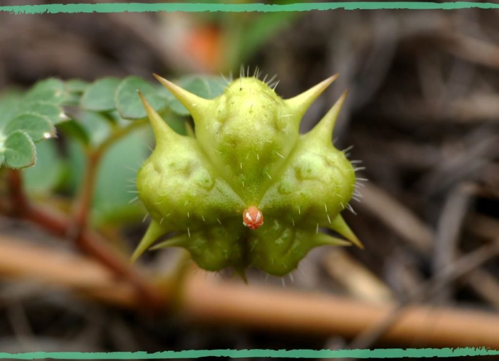 A close-up photo of Tribulus terrestris spiky fruit, in an article about its top medicinal benefits for sexual health